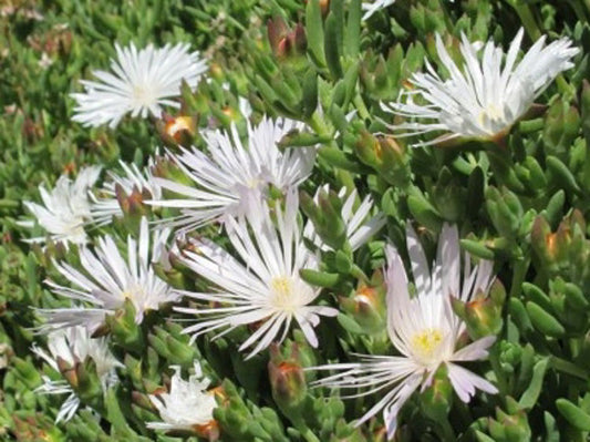 Mesembryanthemum hybrida White MeshybWh Pigface, Succulent