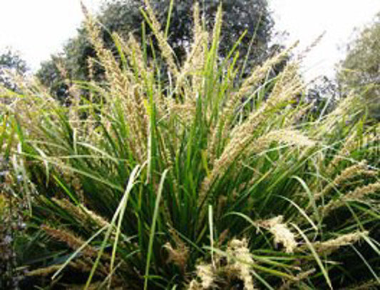 Lomandra longifolia Katrinus Deluxe PBR LomlonKD Spiny Head Mat Rush, Basket Grass