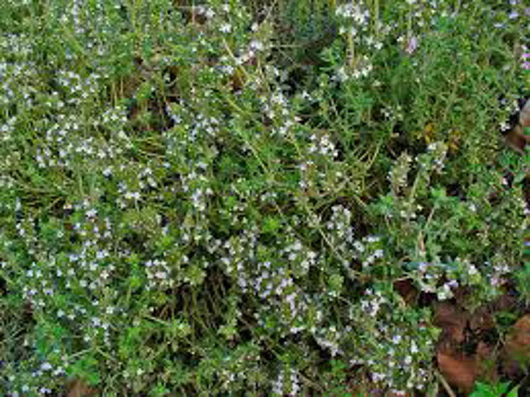 Thymus vulgaris Thyvul Garden Thyme, Common Thyme, Herb