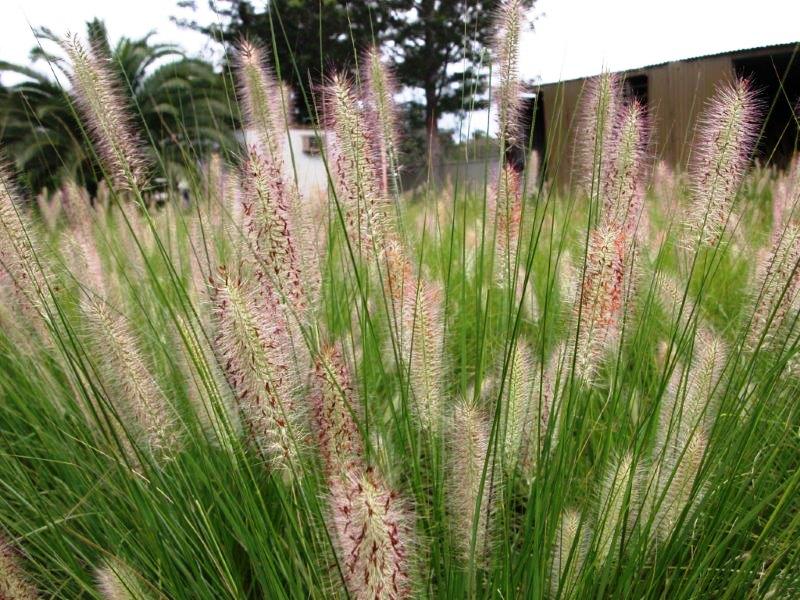 Pennisetum alopecuroides Nafray PBR PenaloNaf Fountain Grass, Swamp Foxtail 140mm