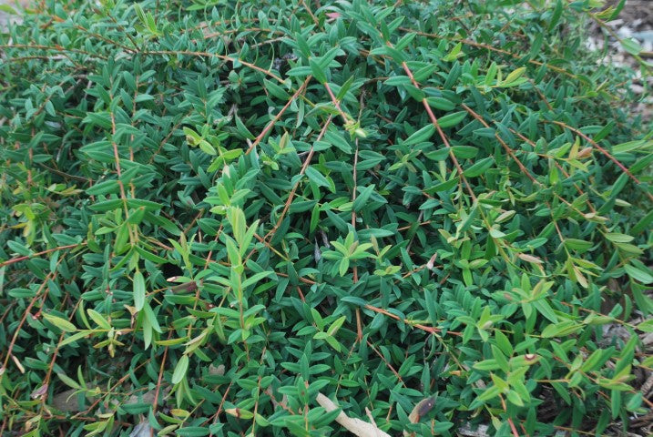 Melaleuca hypericifolia Ulladulla Beacon MelhypUB Hillock Bush, Honeymyrtle, Paperbark