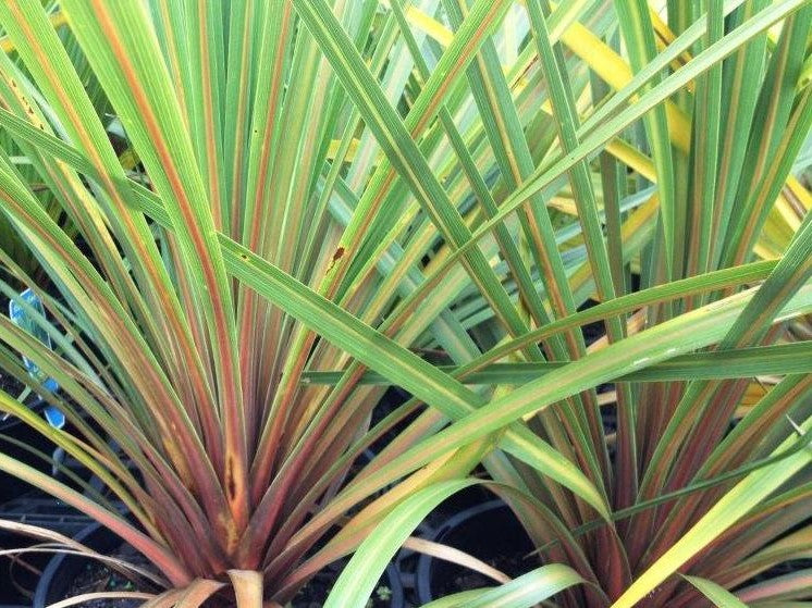 Cordyline australis Autumn CorausAut Cabbage Tree, Cabbage Palm