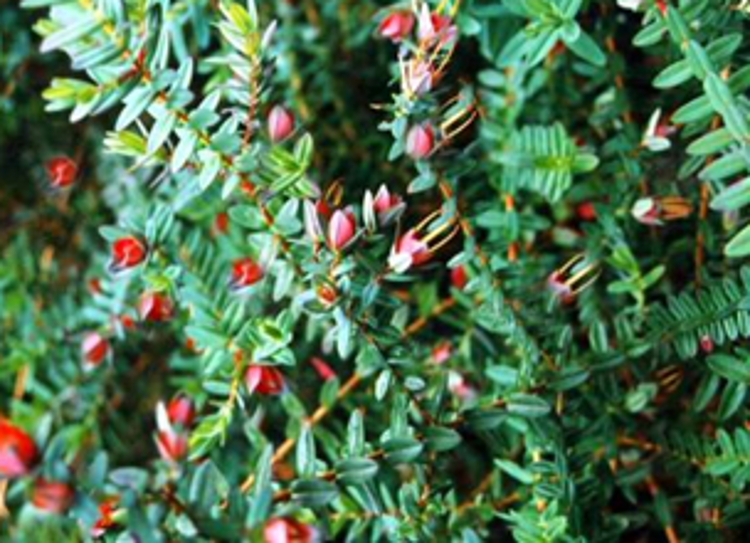 Darwinia citriodora Prostrata DarcitPr Groundcover Darwinia, Prostrate Lemon Scented Darwinia, Lemon Scented Myrtle