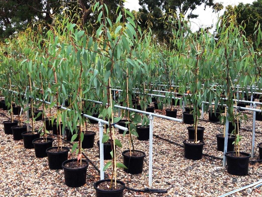 Eucalyptus pauciflora Eucpau Snow Gum, White Sallee 140mm