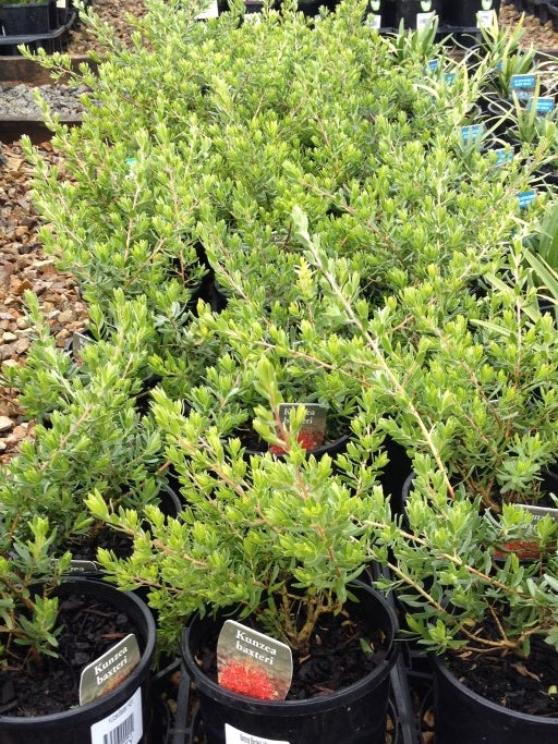 Kunzea baxteri Kunbax Scarlet Kunzea 140mm