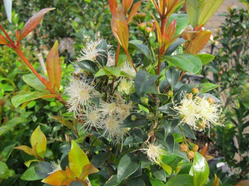 Syzygium australe Hinterland Gold SyzausHG Lilly Pilly, Brush Cherry, Scrub Cherry, Creek Lilly Pilly