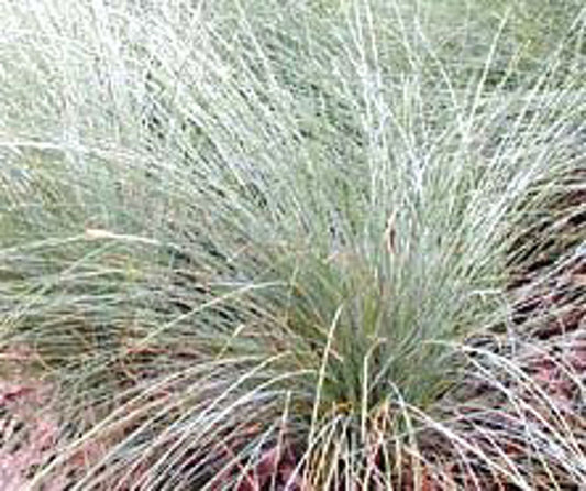 Poa poiformis Kingsdale PBR PoapoiKin Coast Tussock Grass, Blue Tussock Grass, PP500 140mm