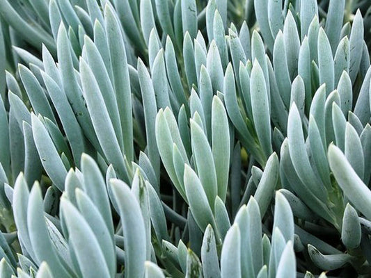 Senecio serpens Senser Syn Kleinia repens, Senecio repens, Blue Chalk Sticks, Blue Chalksticks, Succulent