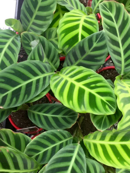 Calathea zebrina Calzeb Zebra Plant, Peacock Plant, Rattlesnake Plant, Prayer Plant