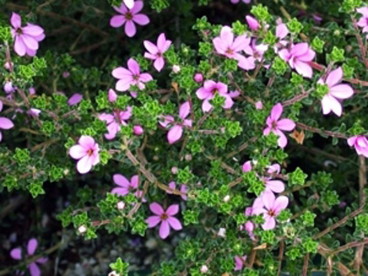 Acmadenia tetragona Starblush AcmtetSta 140mm