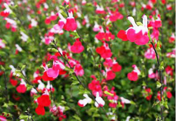 Salvia microphylla Hot Lips SalmicHL Small Leaf Sage