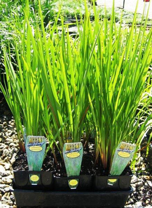 Dianella revoluta Diarev Black Anther Flax Lily, Blueberry Flax Lily, Spreading Flax Lily