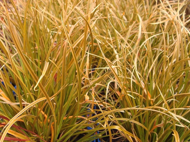 Carex testacea Cartes Orange Sedge