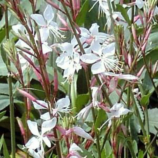 Gaura lindheimeri Gaulin Butterfly Bush 70mm