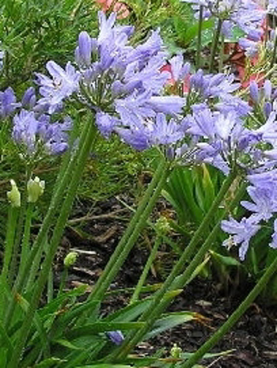 Agapanthus africanus Baby Blue 140mm