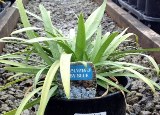 Agapanthus africanus Baby Blue 140mm