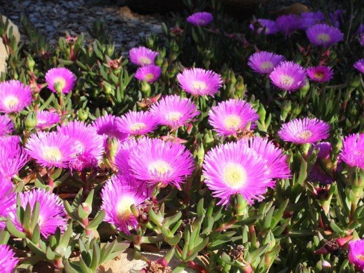 Carpobrotus glaucescens Aussie Rambler PBR CarglaAR Pigface, CAR10 PBR