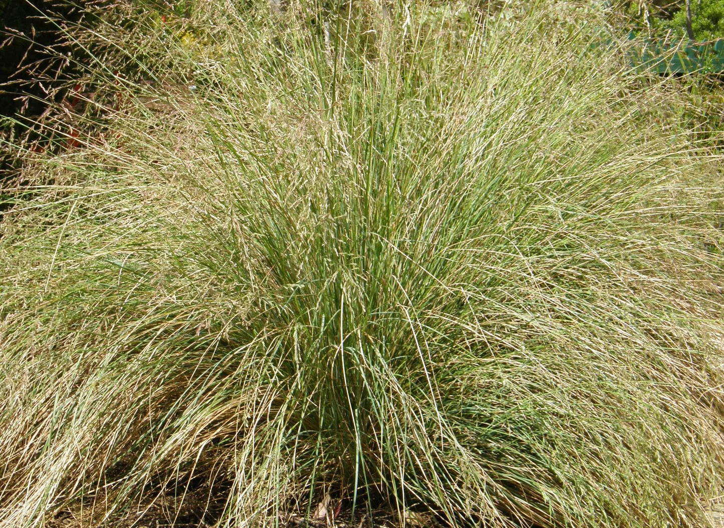 Poa morrisii Poamor Soft Tussock Grass, Velvet Tussock Grass