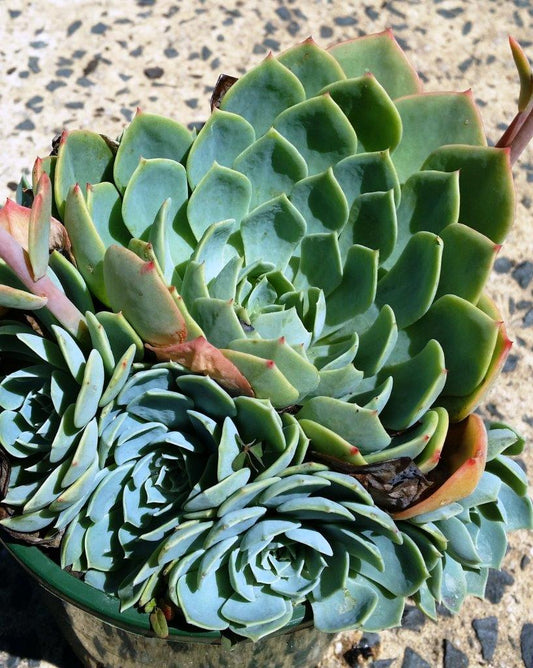 Echeveria glauca Echgla Blue Mexicans Hens and Chicks, Succulent