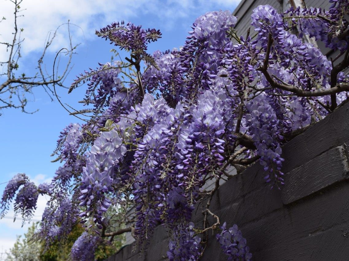 Wisteria sinensis Wissin Chinese Wisteria 200mm