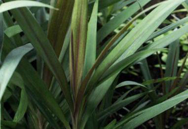 Cordyline stricta Corstr Slender Palm Lily, Narrow Leaved Palm Lily 200mm