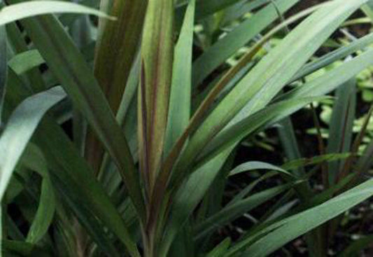 Cordyline stricta Corstr Slender Palm Lily, Narrow Leaved Palm Lily 200mm