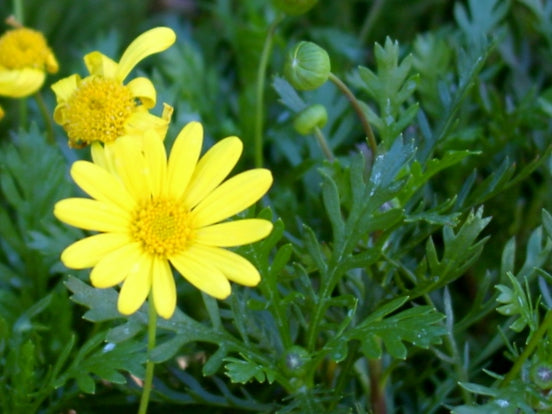 Euryops pectinatus Eurpec Yellow Bush Daisy, Grey Leaved Euryops