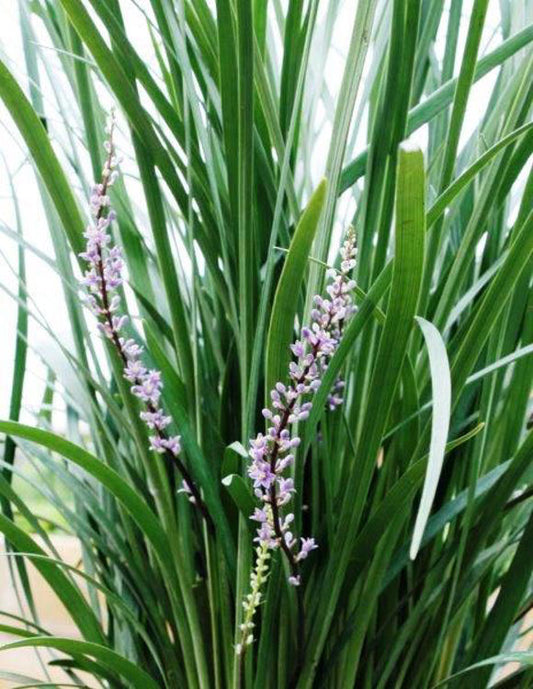 Liriope muscari Just Right PBR LirmusJR Lilyturf, Lily Turf, Border Grass, Monkey Grass, LIRJ, 140mm