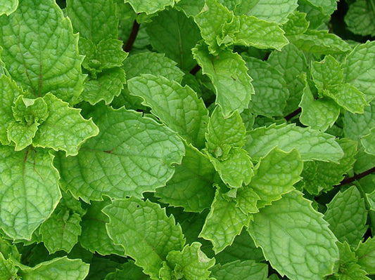 Mentha spicata Menspi Spearmint, Herb 100mm