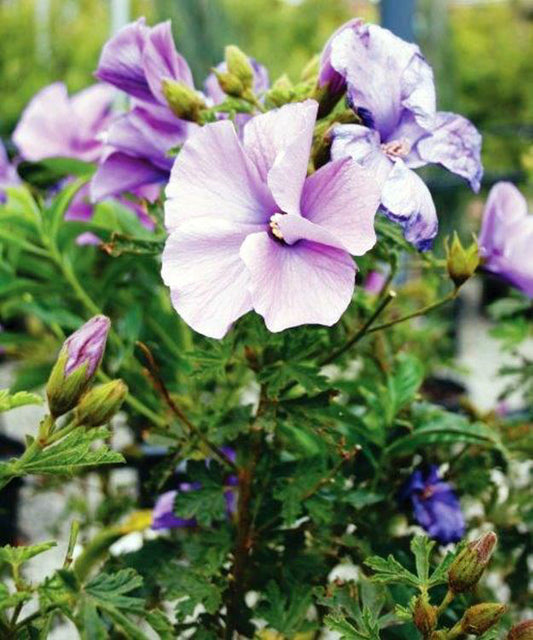 Alyogyne huegelii West Coast Gem AlyhueWCG Native Hibiscus 70mm