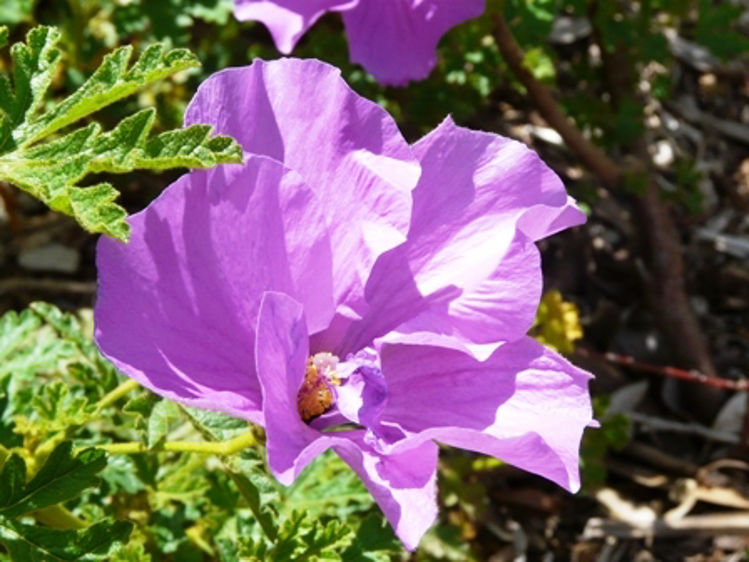 Alyogyne huegelii West Coast Gem AlyhueWCG Native Hibiscus 70mm