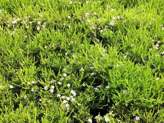 Coleonema pulchellum Compacta ColpulCo Dwarf Diosma, Dwarf Breath of Heaven, Dwarf Confetti Bush