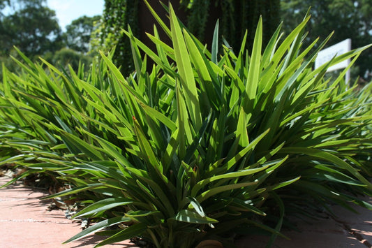 Dianella revoluta Petite Marie DiarevPM Dwarf Black Anther Flax Lily, Blueberry Flax Lily, Spreading Flax Lily 140mm