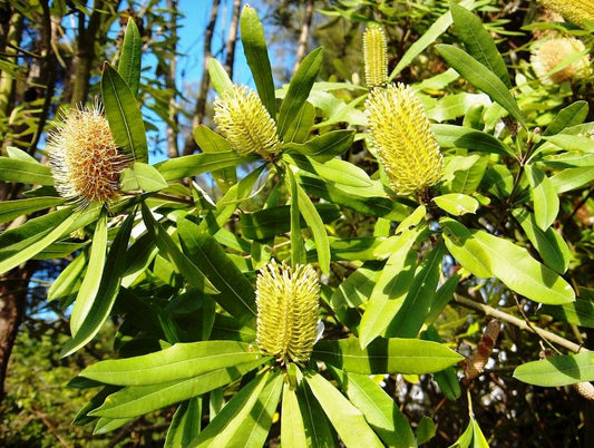 Banksia integrifolia Banint Coast Banksia