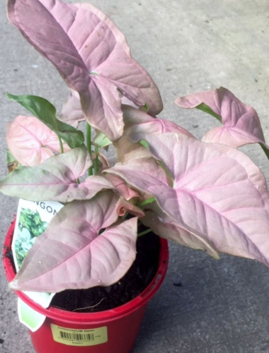 Syngonium podophyllum Neon SynpodNeo Arrowhead Plant 120mm