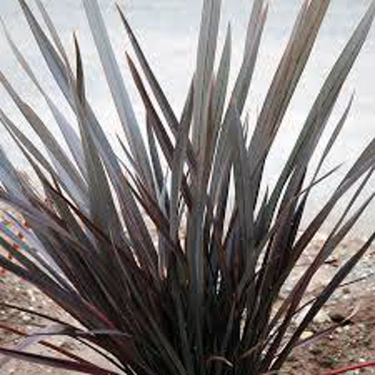 Phormium tenax Dark Delight PhotenDD New Zealand Flax 140mm