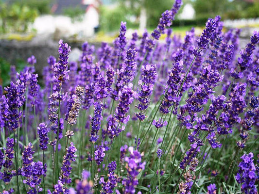 Lavandula angustifolia Hidcote LavangHid English Lavender