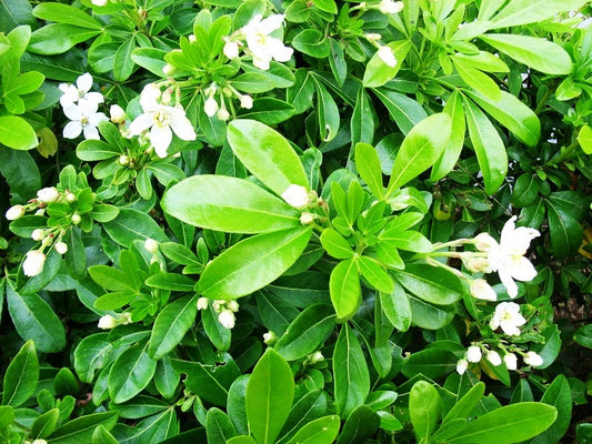 Choisya ternata Choter Mexican Orange Blossom