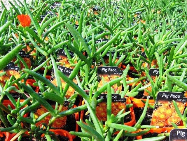 Mesembryanthemum hybrida Orange MeshybOr Pigface, Succulent