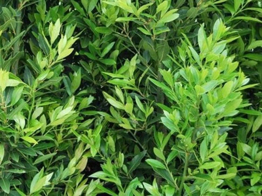 Laurus nobilis Miles Choice LaunobMC Bay Tree, Bay Laurel 200mm