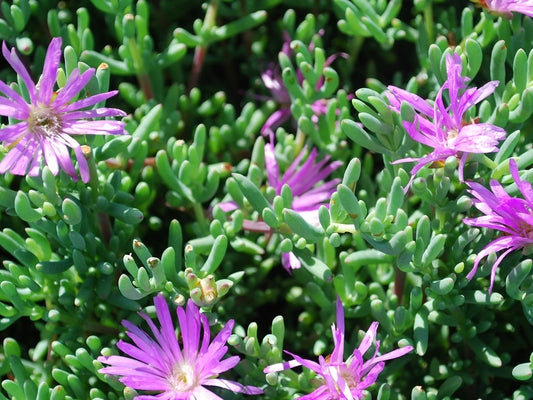 Mesembryanthemum cooperi Dwarf Pink MescooDwPi Dwarf Pigface, Succulent