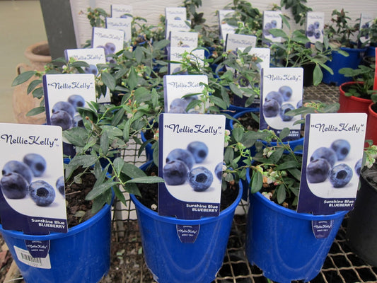 Vaccinium corymbosum Sunshine Blue VaccorSB Highbush Blueberry