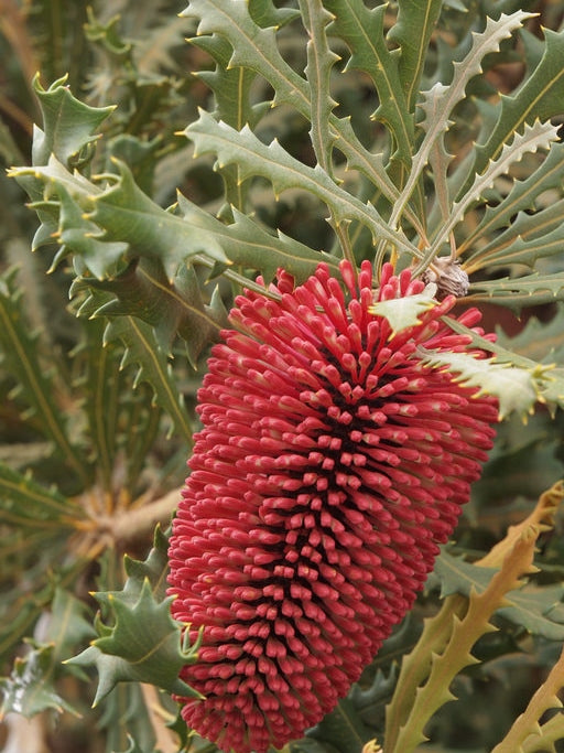 Banksia caleyi Bancal Red Lantern Banksia, Caleys Banksi