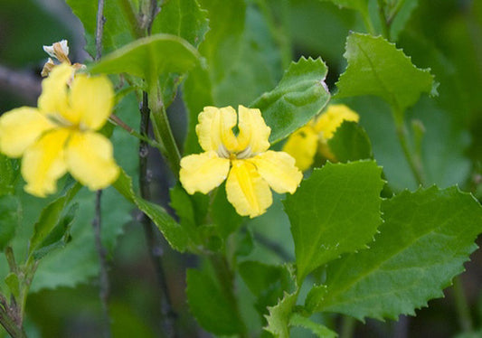 Goodenia ovata Gooova Hop Goodenia