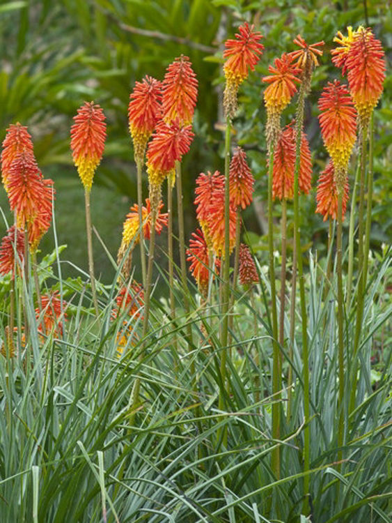 Kniphofia uvaria Kniuva Red Hot Poker, Torch Lily