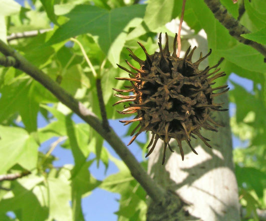 Liquidambar styraciflua Liqsty Syn Liquidambar macrophylla, American Sweetgum, Sweet Gum 140mm