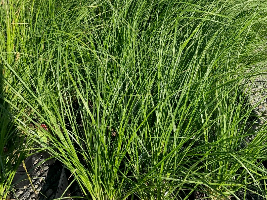 Carex appressa Carapp Tall Sedge