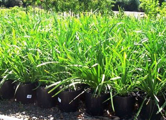 Lomandra longifolia Lomlon Syn Xerotes longifolia, Spiny Head Mat Rush, Basket Grass