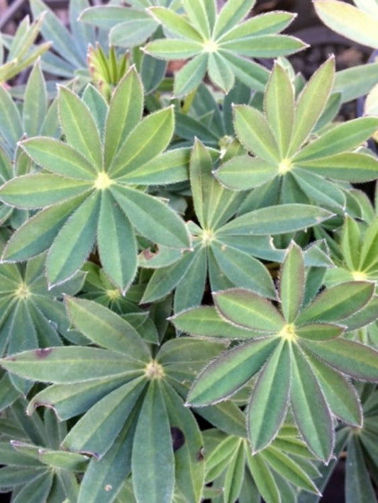 Lupinus polyphyllus Luppol Garden Lupin, Large Leaved Lupine