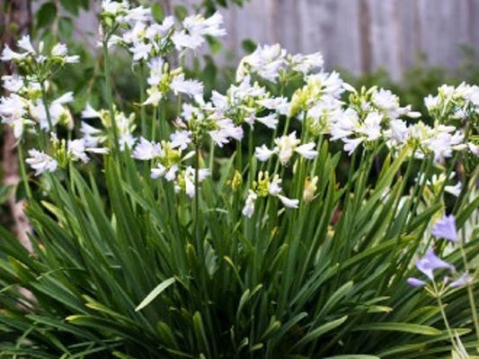 Agapanthus africanus Silver Baby AgaafrSB Dwarf African Lily, Dwarf Agapanthus, Lily of the Nile 140mm